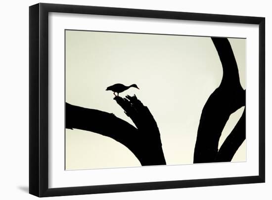 Red-billed Whistling-duck (Dendrocygna autumnalis) adult, silhouetted on snag, Texas-Bill Coster-Framed Photographic Print