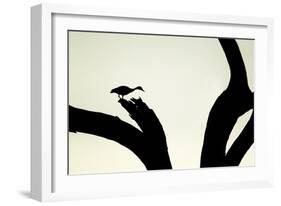 Red-billed Whistling-duck (Dendrocygna autumnalis) adult, silhouetted on snag, Texas-Bill Coster-Framed Photographic Print