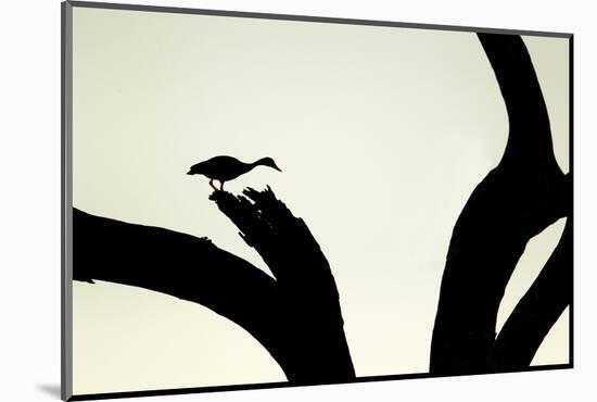 Red-billed Whistling-duck (Dendrocygna autumnalis) adult, silhouetted on snag, Texas-Bill Coster-Mounted Photographic Print