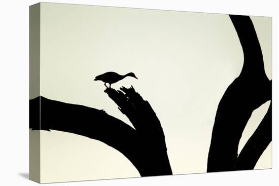 Red-billed Whistling-duck (Dendrocygna autumnalis) adult, silhouetted on snag, Texas-Bill Coster-Stretched Canvas