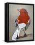 Red Bird I-Erin McGee Ferrell-Framed Stretched Canvas