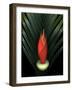 Red Bird of Paradise and Palm Leaf Isolated-Christian Slanec-Framed Photographic Print