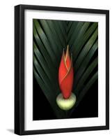 Red Bird of Paradise and Palm Leaf Isolated-Christian Slanec-Framed Photographic Print