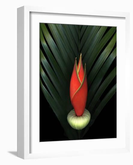 Red Bird of Paradise and Palm Leaf Isolated-Christian Slanec-Framed Photographic Print