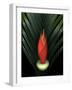 Red Bird of Paradise and Palm Leaf Isolated-Christian Slanec-Framed Photographic Print