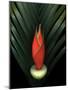 Red Bird of Paradise and Palm Leaf Isolated-Christian Slanec-Mounted Photographic Print