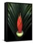 Red Bird of Paradise and Palm Leaf Isolated-Christian Slanec-Framed Stretched Canvas