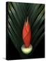 Red Bird of Paradise and Palm Leaf Isolated-Christian Slanec-Stretched Canvas