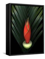 Red Bird of Paradise and Palm Leaf Isolated-Christian Slanec-Framed Stretched Canvas