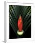 Red Bird of Paradise and Palm Leaf Isolated-Christian Slanec-Framed Photographic Print