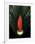 Red Bird of Paradise and Palm Leaf Isolated-Christian Slanec-Framed Photographic Print