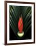 Red Bird of Paradise and Palm Leaf Isolated-Christian Slanec-Framed Photographic Print