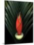 Red Bird of Paradise and Palm Leaf Isolated-Christian Slanec-Mounted Photographic Print