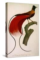 Red Bird of Paradise, Paradisaea Rubra-Jacques Barraband-Stretched Canvas