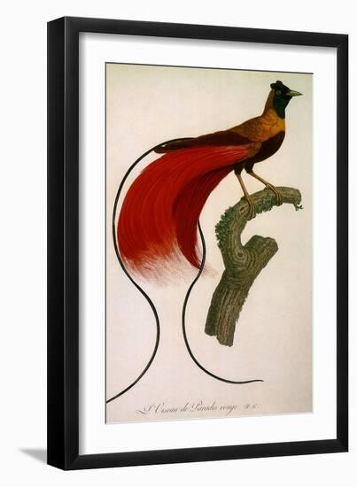 Red Bird of Paradise, Paradisaea Rubra-Jacques Barraband-Framed Giclee Print