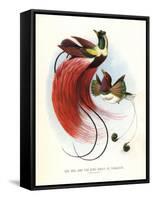 Red Bird-Of-Paradise-null-Framed Stretched Canvas