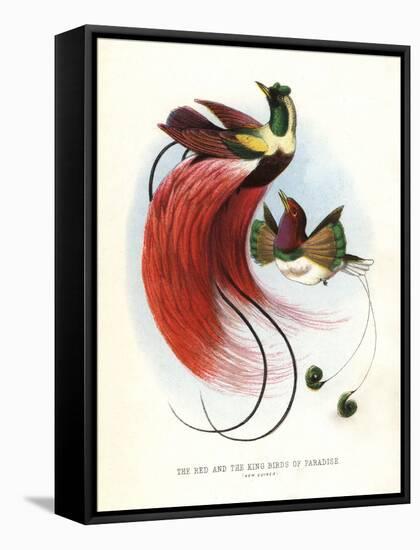 Red Bird-Of-Paradise-null-Framed Stretched Canvas
