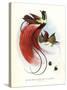 Red Bird-Of-Paradise-null-Stretched Canvas
