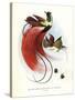 Red Bird-Of-Paradise-null-Stretched Canvas