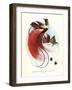 Red Bird-Of-Paradise-null-Framed Giclee Print