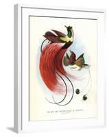 Red Bird-Of-Paradise-null-Framed Giclee Print