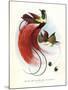Red Bird-Of-Paradise-null-Mounted Giclee Print
