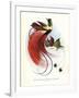 Red Bird-Of-Paradise-null-Framed Giclee Print