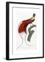 Red Bird of Paradise-Jacques Barraband-Framed Giclee Print