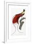 Red Bird of Paradise-Jacques Barraband-Framed Giclee Print