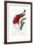 Red Bird of Paradise-Jacques Barraband-Framed Giclee Print