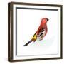 Red Bird, Pine Grosbeak-Conceptcafe-Framed Photographic Print