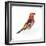 Red Bird, Pine Grosbeak-Conceptcafe-Framed Photographic Print