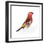 Red Bird, Pine Grosbeak-Conceptcafe-Framed Photographic Print