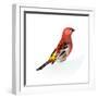 Red Bird, Pine Grosbeak-Conceptcafe-Framed Photographic Print