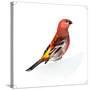 Red Bird, Pine Grosbeak-Conceptcafe-Stretched Canvas