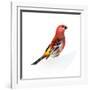 Red Bird, Pine Grosbeak-Conceptcafe-Framed Photographic Print