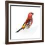 Red Bird, Pine Grosbeak-Conceptcafe-Framed Photographic Print