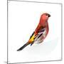 Red Bird, Pine Grosbeak-Conceptcafe-Mounted Photographic Print