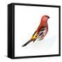 Red Bird, Pine Grosbeak-Conceptcafe-Framed Stretched Canvas