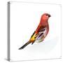 Red Bird, Pine Grosbeak-Conceptcafe-Stretched Canvas