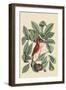 Red Bird-Mark Catesby-Framed Art Print