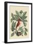 Red Bird-Mark Catesby-Framed Art Print