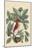 Red Bird-Mark Catesby-Mounted Art Print