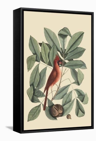 Red Bird-Mark Catesby-Framed Stretched Canvas