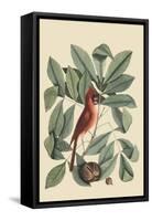 Red Bird-Mark Catesby-Framed Stretched Canvas