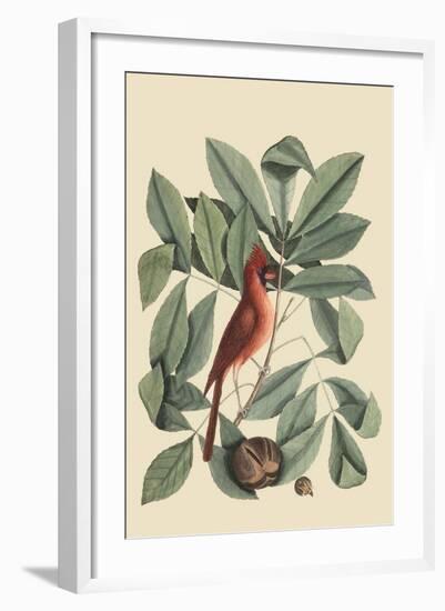 Red Bird-Mark Catesby-Framed Art Print