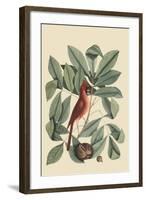 Red Bird-Mark Catesby-Framed Art Print