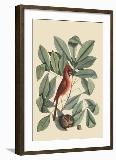 Red Bird-Mark Catesby-Framed Art Print