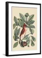 Red Bird-Mark Catesby-Framed Art Print