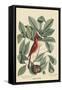 Red Bird-Mark Catesby-Framed Stretched Canvas